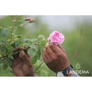 Rosa de Damas - Product Image 5