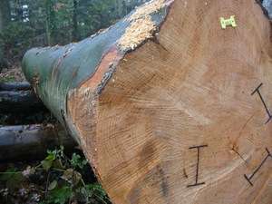 Sồi gỗ Nhà cung cấp Sồi các bản ghi để bán - Product Image 5