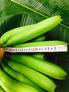 Plátanos Frescos, Suministro Simple y Confiable, Hechos con Fruta Tropical para Uso Diario en Venta al por Menor, de Vietnam por 99 Gold Data - Product Image 3