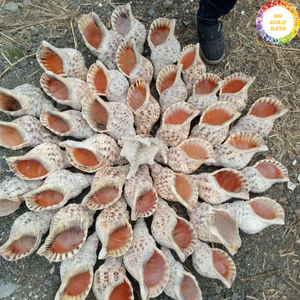 Trompette de haute qualité en coquille de Triton du Vietnam, utilisant un matériau de coquille durable pour des pièces d'art décoratives - Product Image 4