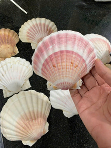 Coquillages vietnamiens exquis: Vente en gros pour les marchés mondiaux - Product Image 4