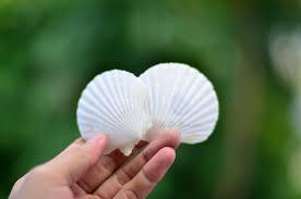 4-5CM LARGE NATURAL BEACH SEA SHELL FROM SCALLOP COLORFUL <strong>SEASHELL</strong> for HANDMADE DIY - Product Image 4