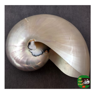 Nautilus Shell Proveedor, Mejor Precio Nautilus Shell, Pulido Nautilus Shell Exportador para Artesanías de Lujo y Diseño de Interiores - Product Image 6