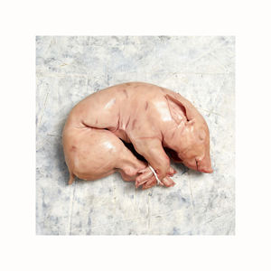 Carne de cerdo congelada de la mejor calidad, origen de carcasa de bebé disponible para suministro, carne de cerdo congelada de grado frontal, carne de cerdo Halal barata - Product Image 3
