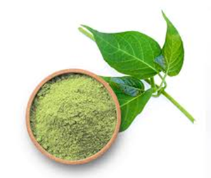 Extrait de Gymnema Sylvestre 25% Acide Gymnémique en Poudre - Product Image 4