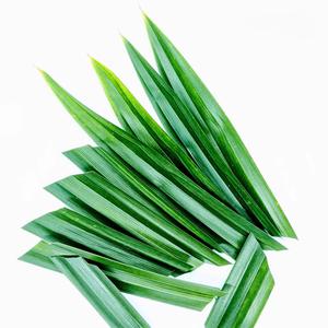 Hojas de Pandanus frescas de Grado Superior secas 100% estilo Natural gran precio hecho en Vietnam para hornear, desierto, material de cocina - Product Image 1