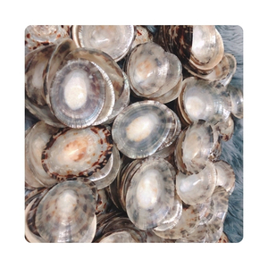 Coquille de limpet de qualité supérieure, d'origine marine pure, pour une utilisation professionnelle par les designers et comme outil de décoration artistique pour les expositions culturelles - Product Image 6