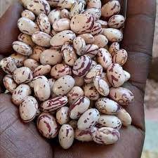 Haricots à sucre bio séchés de qualité ukrainienne à vendre - Product Image 3