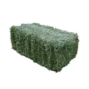 Foin d'alfalfa (foin de luzerne) le plus vendu, qualité alimentaire, 5 % d'humidité, durée de conservation de 24 mois - Product Image 6