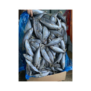 Eau de poisson chinchard congelée de qualité supérieure-emballée et nutritive-conservée dans un emballage en vrac - Product Image 5