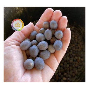 SEMILLAS DE LOTO SECAS NATURALES SECAS DE CALIDAD PREMIUM PARA COMIDA Y PRODUCCIÓN DE ALIMENTOS DE VIETNAM PROVEEDOR 99 DATOS DE ORO - Product Image 5