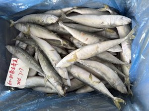 Ken041 Chất Lượng Cao Đông Lạnh Thái Bình Dương Cá Thu W/R Cá Biển Đông Lạnh - Product Image 2