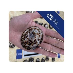 Conchas de Limpet en Venta, para Manualidades Decorativas, Ensamblaje y Exhibición, a Granel, Vietnam - Product Image 1