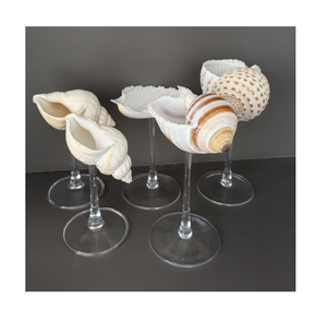 Commandes en gros de haute qualité Seashell Cups disponibles pour l'exportation - Product Image 1