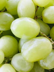 Raisins Verts Frais Premium Sans Pépins de Davao avec une Durée de Conservation de 12 Mois et un Riche Contenu en Vitamines pour la Restauration et l'Utilisation en Vinification - Product Image 3