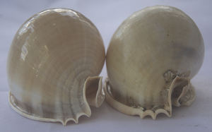 Phalium bandatum เปลือกหอยธรรมชาติขัดจากครอบครัว cassidae รูปแบบสัตว์ขนาดเล็กสำหรับเครื่องประดับ - Product Image 2