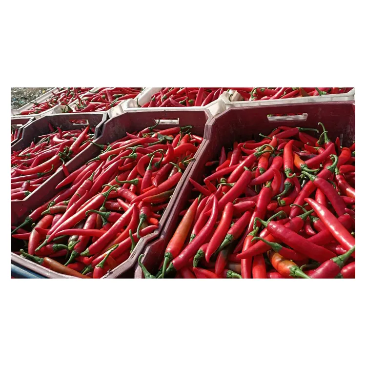 Good Quality Bulk Hot Style and Spicy Organic Egyptian Fresh Vegetables Green/ Red Chilli at Wholesale Market Price