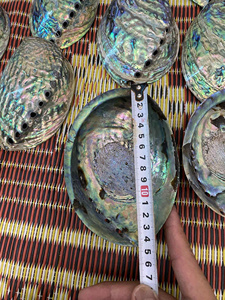 Conchas de abulón bien pulidas de primera calidad, hermosas conchas de abulón, ideales para manualidades y decoración únicas, Exportación a granel de Vietnam - Product Image 3