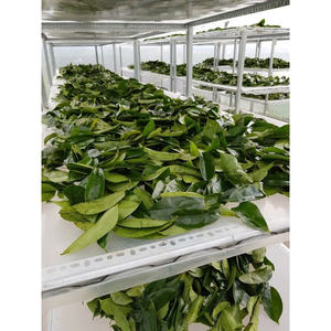 Top produit Feuille de corossol séchée/Feuille de graviola/Thé corossol de haute qualité et à prix compétitif - Product Image 3