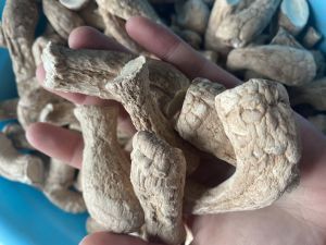 EXPORTATION DE CHAMPIGNONS SHIITAKE DE TIGES SÉCHÉS DE MEILLEURE QUALITÉ EN VRAC À BON PRIX - Product Image 4