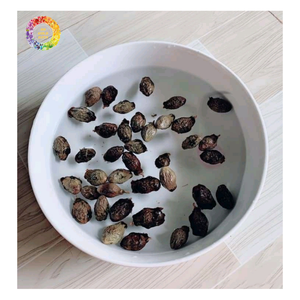 เมล็ดมะลวะพรีเมียมจากเวียดนาม เมล็ดมะลวะจำนวนมาก เมล็ดออรังคูตัน (Scaphium macropodum) จัดจำหน่ายโดยโรงงานผลิตเมล็ดมะลวะ - Product Image 4