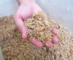 Blé et orge biologiques testés en laboratoire, texture dure à humidité contrôlée, prêts à être expédiés pour les moulins d'aliments ou les aliments - Product Image 3