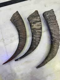 งานฝีมือเขาควายแท้งานศิลปะสไตล์สัตว์แท้แกะสลักแบบโค้งเป็นมิตรกับสิ่งแวดล้อมของขวัญแต่งงานในวันหยุด - Product Image 6