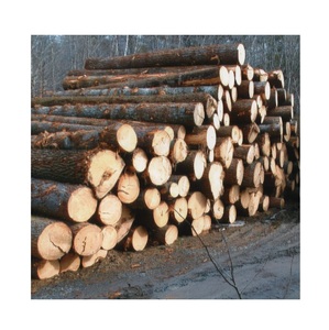 Grumes de pin de haute qualité sans nœuds et défauts - Product Image 4