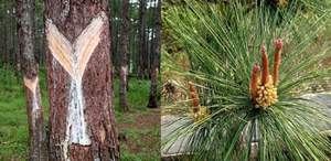 Colofonia de goma de alta calidad Precio barato Colofonia de pino Precio al por mayor Materias primas Vietnam - Product Image 3