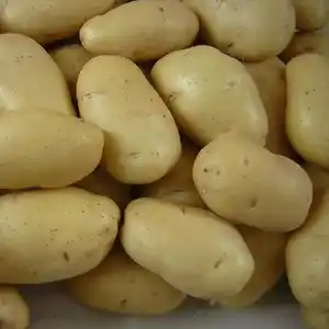 Patata dulce/patatas frescas