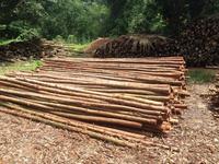 Vietnam usine en gros bois dur taille 3m diamètre 5cm et personnalisé pour la construction de clôtures de jardin et de ferme