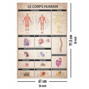 Affiche Le Corps Humain - Affiche de Science Médicale sur le Corps Humain - Product Image 4
