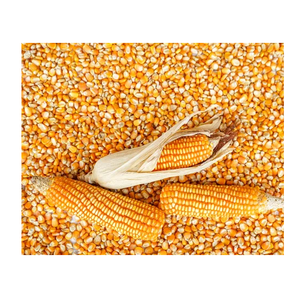 Prix de gros Maïs jaune qualité supérieure - Product Image 6