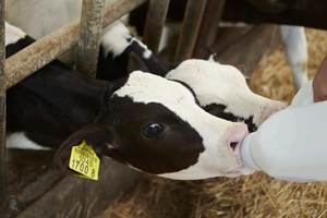 Instrumento veterinario para prevenir la succión de leche de terneros jóvenes, anillo Thorner de Nariz de ganado, para destete de ternero, destete de ternero de plástico - Product Image 6
