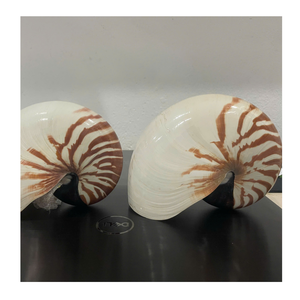 Conchas marinas surtidas únicas con calidad superior, ideales para instalaciones artísticas de diseño de interiores y estilismo para el hogar - Product Image 3