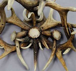 Fournisseur de bois de cerf à prix de gros - Product Image 3