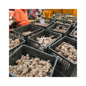 BETS DE QUALITÉ SUPÉRIEURE PRIX GINGEMBRE FRAIS DU VIETNAM - Product Image 1