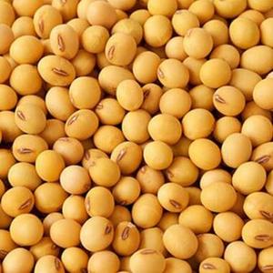 <span class=keywords><strong>Soja</strong></span> naturel séché en vrac, grains uniformes jaunes, qualité alimentaire, 25 kg, pour transformation alimentaire et exportation, à vendre - Product Image 1