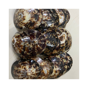Conchas marinas de Lapa asequibles: alta calidad, uniformes, listas para la exportación, de Vietnam - Product Image 1