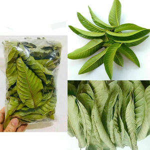 Hojas de guayaba frescas y aromáticas secas/calidad premium/precio asequible/cosechadas en Vietnam - Product Image 4