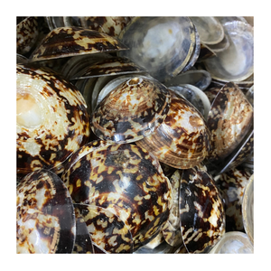 Coquilles de limpette Offre Spéciale décoration marine polie ou bijoux matériel de bricolage coquille naturelle en gros - Product Image 1