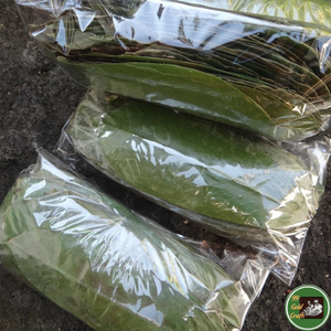 Feuilles de corossol séchées naturelles du Vietnam, matière première sélectionnée pour la fabrication de thé et l'industrie des boissons - Product Image 4