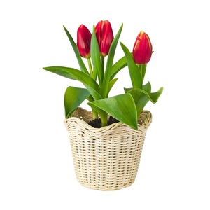 Panier de rangement en rotin écologique, best-seller, pour la décoration de la maison, tailles personnalisées disponibles - Viettimecraft en gros - Product Image 1