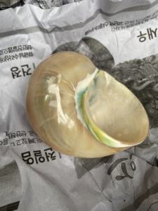 ค้นพบความงามที่ซับซ้อนของเปลือกหอยเทอร์โบเบอร์เนสส์เวียดนาม: อัญมณีคุณภาพสูงจากทะเล - Product Image 3