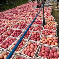 Verse Golden Delicious Appels Biologisch AA Kwaliteit Bulk Levering met Aangepaste Verpakking