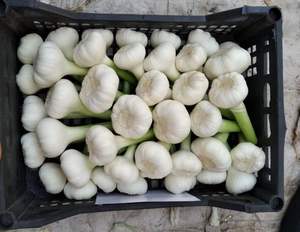 Ajo Entero Premium 100% Natural Fresco de Alta Calidad para Exportación, Empaque Personalizado, Marca Al Nada, Egipto, 6-9 Meses de Vida Útil, 10 Toneladas - Product Image 5