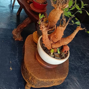 Baobab bonsaï VIP de 20 à 25 ans (huile de baobab, feuilles, poudre) - Product Image 2