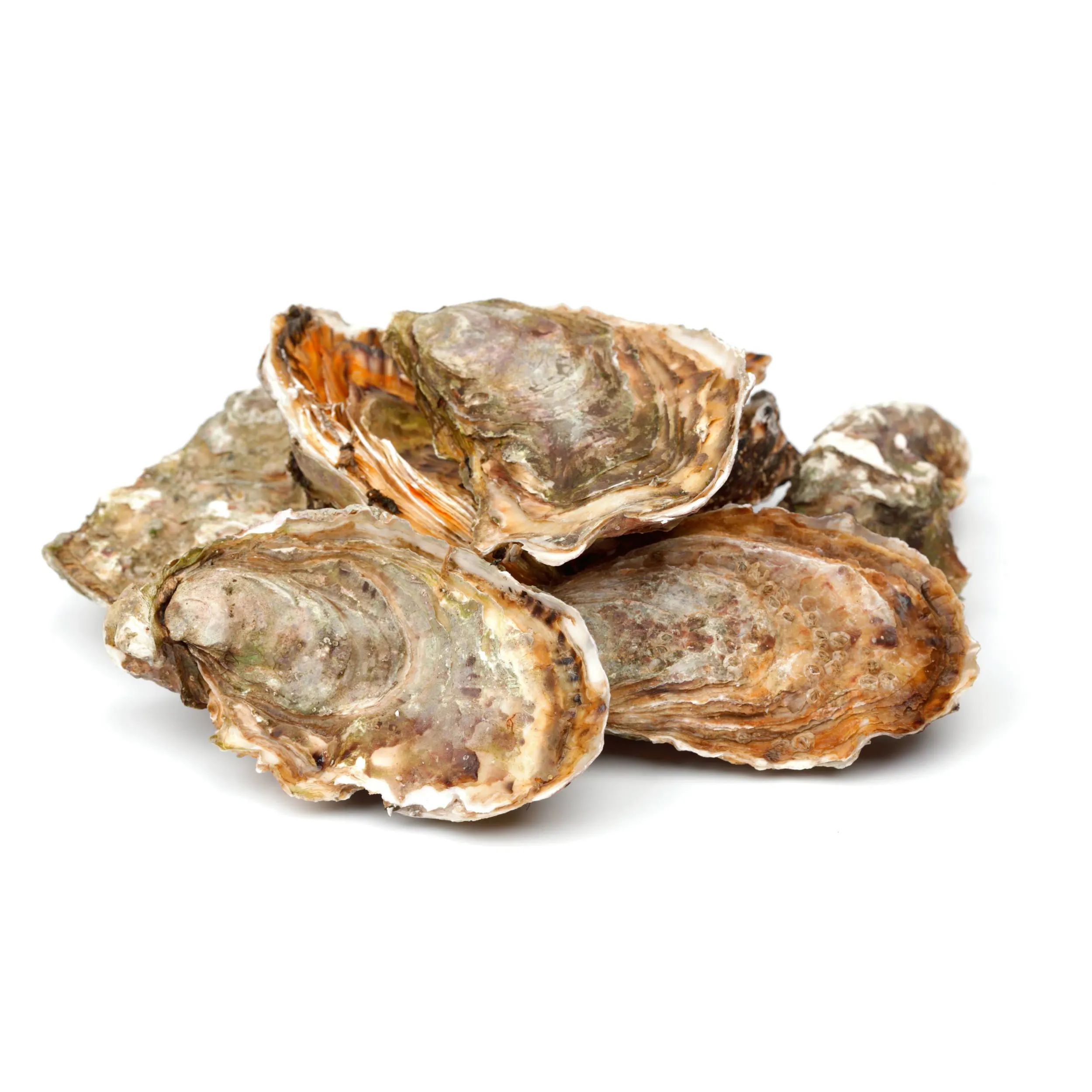 Уникальный глубокий вкус знаменитые закуски из морепродуктов оптом свежие устрицы для продажи живые устрицы по лучшей цене