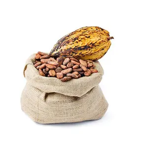 Granos de cacao orgánicos-Granos de cacao secos al por mayor de calidad superior
