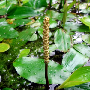 Semilla Pondweed - Product Image 1